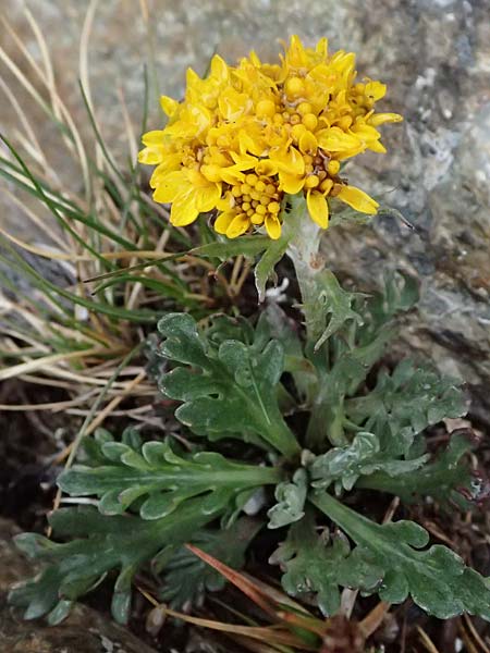 Senecio incanus subsp. carniolicus / Carniolan Ragwort, I Passo di Gavia 6.7.2026
