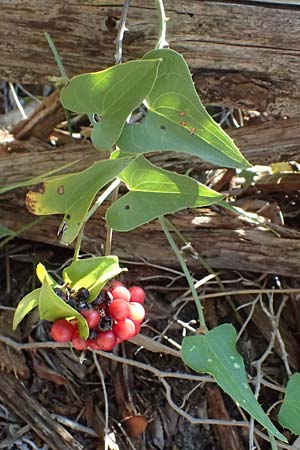 Smilax aspera \ Stechwinde / Rough Bindweed, I Liguria, Moneglia 26.9.2023