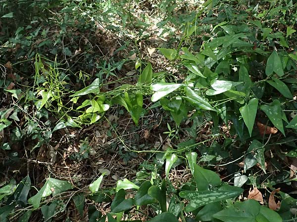 Smilax aspera \ Stechwinde / Rough Bindweed, I Liguria, Sestri Levante 3.10.2023