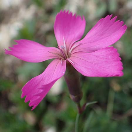 Dianthus sylvestris subsp. godronianus \ Jungfruliche Stein-Nelke, Godrons Nelke / Virgin Pink, I Südtirol,  Plätzwiese 5.7.2022