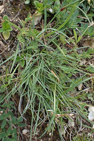 Dianthus sylvestris subsp. godronianus \ Jungfruliche Stein-Nelke, Godrons Nelke / Virgin Pink, I Südtirol,  Plätzwiese 5.7.2022