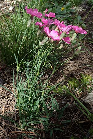 Dianthus sylvestris subsp. godronianus \ Jungfruliche Stein-Nelke, Godrons Nelke / Virgin Pink, I Südtirol,  Plätzwiese 5.7.2022