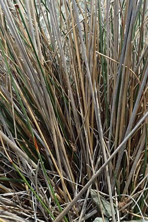 Schoenus nigricans \ Schw�rzliche Kopfbinse / Black Bog-Rush, I Liguria, Levanto 4.10.2023