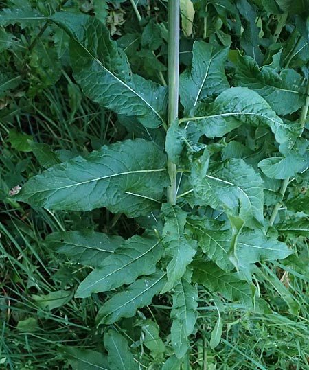 Sisymbrium strictissimum \ Steife Rauke, I Bormio 9.7.2026