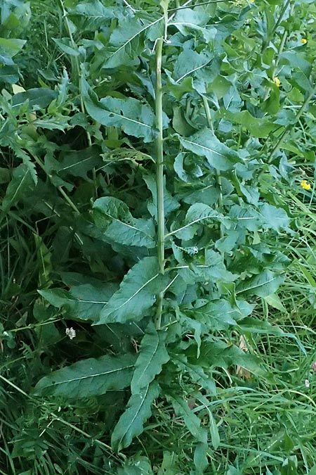 Sisymbrium strictissimum \ Steife Rauke, I Bormio 9.7.2026