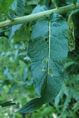 Sisymbrium strictissimum \ Steife Rauke, I Bormio 9.7.2026