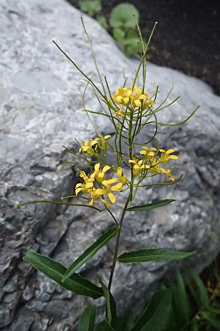 Sisymbrium strictissimum \ Steife Rauke, I Bormio 9.7.2026