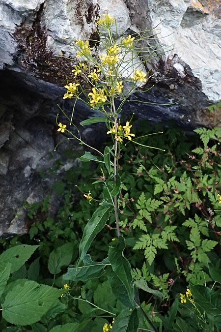Sisymbrium strictissimum \ Steife Rauke, I Bormio 9.7.2026