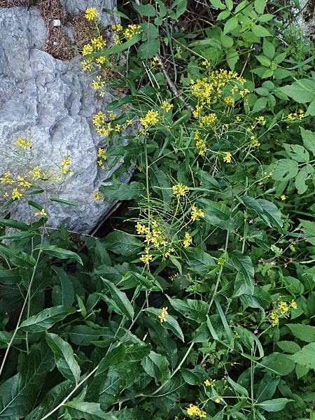 Sisymbrium strictissimum \ Steife Rauke, I Bormio 9.7.2026