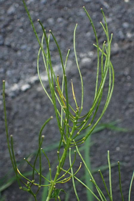 Sisymbrium strictissimum \ Steife Rauke, I Bormio 9.7.2026