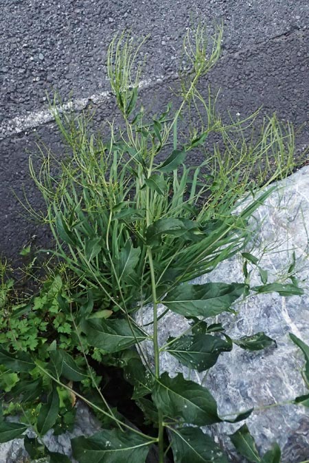 Sisymbrium strictissimum \ Steife Rauke, I Bormio 9.7.2026