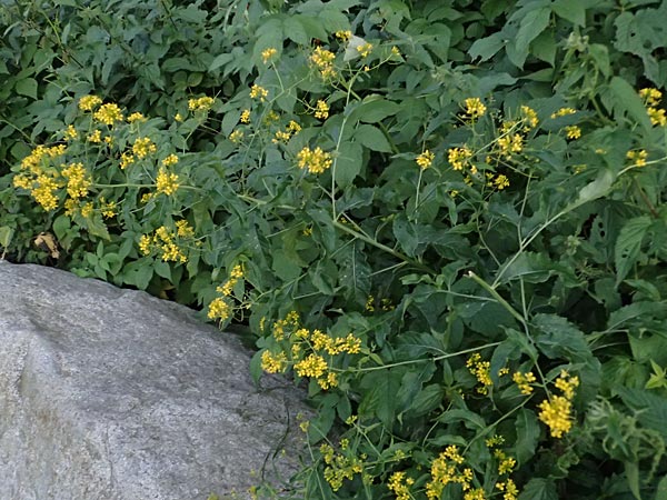Sisymbrium strictissimum \ Steife Rauke, I Bormio 9.7.2026