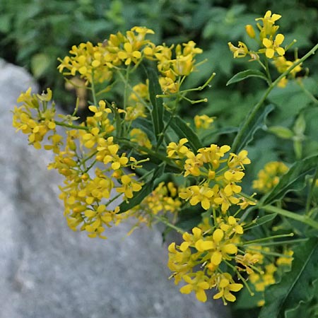 Sisymbrium strictissimum \ Steife Rauke, I Bormio 9.7.2026