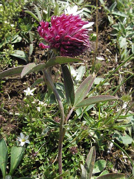 Trifolium purpureum \ Purpur-Klee / Purple Clover, I Monti Sibillini 8.6.2007