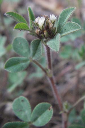 Trifolium scabrum \ Rauer Klee / Rough Clover, I Foligno 31.5.2007