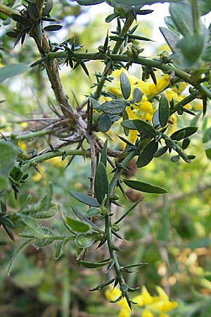 Ulex europaeus ? \ Europischer Stechginster, I Albisola 22.5.2010