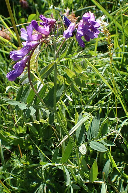 Vicia cracca \ Vogel-Wicke / Tufted Vetch, I S&uuml;dtirol,  Pl&auml;tzwiese 5.7.2022