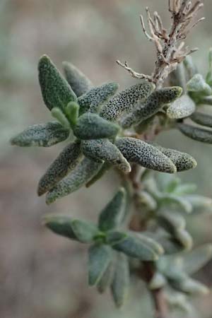 Fumana thymifolia \ Thymianbl&auml;ttriges Nadelr�schen / Thyme-Leaved Sun-Rose, I Liguria, Bonassola 4.10.2023