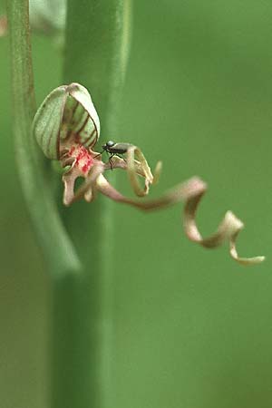Himantoglossum adriaticum / Adriatic Lizard Orchid, I  Prov. Trento, Terlago 2.6.1988 