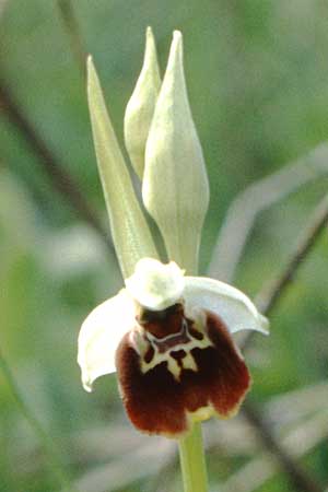 Ophrys gracilis \ Zierliche Hummel-Ragwurz, I  Abruzzen Alfedena 4.5.1989 