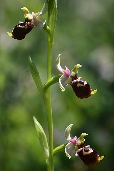 Ophrys apulica x conradiae, I   Murge Alta, Gravina 29.5.2015 (Photo: Helmut Presser)