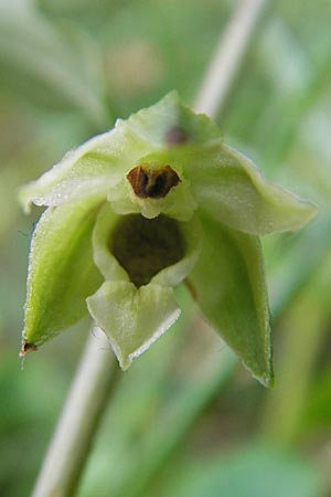 Epipactis autumnalis / Autumn Helleborine, I  Vicenza 29.7.2010 