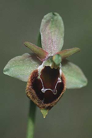 Ophrys argentaria x crabronifera, I   Monte Argentario 13.4.2000 