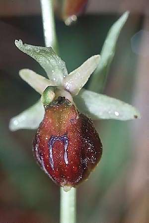 Ophrys argentaria x crabronifera, I   Marina di Castagneto-Doronatico 21.4.2003 