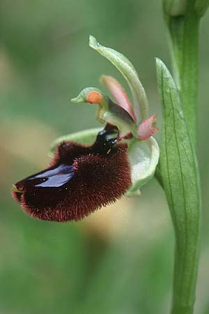 Ophrys bertoloniiformis \ Vöglein-ähnliche Ragwurz / False Bertoloni Bee Orchid (mit kräftigen Höckern / with strong swellings), I  Promontorio del Gargano, Monte S. Angelo 11.4.1998 