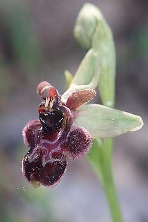 Ophrys bertoloniiformis x bombyliflora, I   Promontorio del Gargano, San Salvator 25.4.2003 