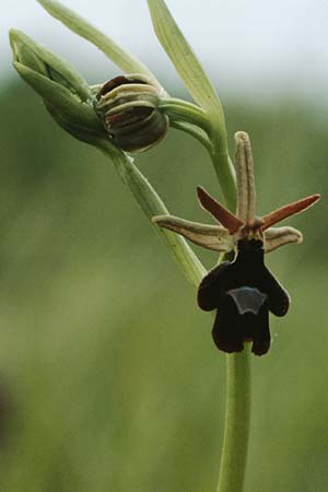 Ophrys benacensis x insectifera, I   Gardasee, Torri del Benaco   / Lago del Benaco, Torri del Benaco 10.5.1986 