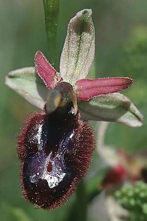 Ophrys bertolonii x incubacea, I   Majella, Passo San Leonardo 8.6.2002 