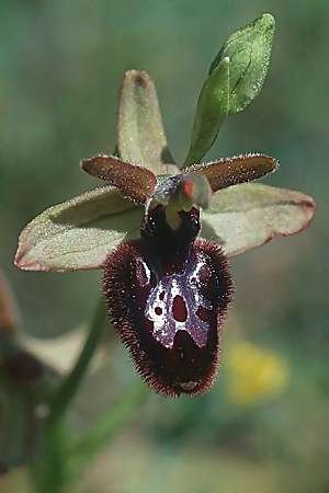 Ophrys bertolonii x incubacea, I   Majella, Passo San Leonardo 8.6.2002 