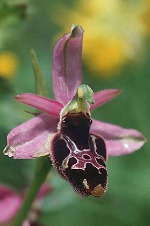 Ophrys bertolonii x appennina, I   Majella, Passo San Leonardo 8.6.2002 