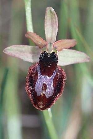 Ophrys bertolonii x tarentina, I   Apulien/Puglia, Martina Franca 23.4.2003 
