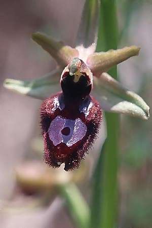 Ophrys bertolonii x tarentina, I   Ostuni 24.4.2003 