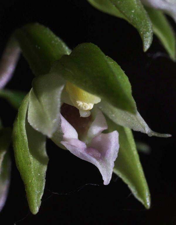 Epipactis calabrica \ Kalabrische Ständelwurz (Locus classicus), I  Serra San Bruno, Ferdinandea 8.8.2013 (Photo: Helmut Presser)