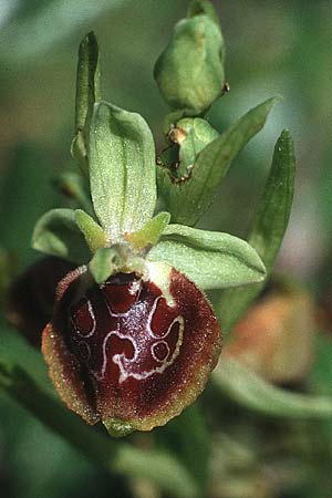 Ophrys oxyrrhynchos subsp. celiensis \ Apulische Schnabel-Ragwurz / Apulian Beak Bee Orchid, I  Apulien/Puglia, Martina Franca 11.5.1989 