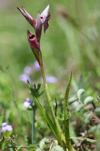 Serapias bergonii subsp. cilentana x vomeracea, I   Cilento, San Giacomo 4.6.2015 (Photo: Helmut Presser)