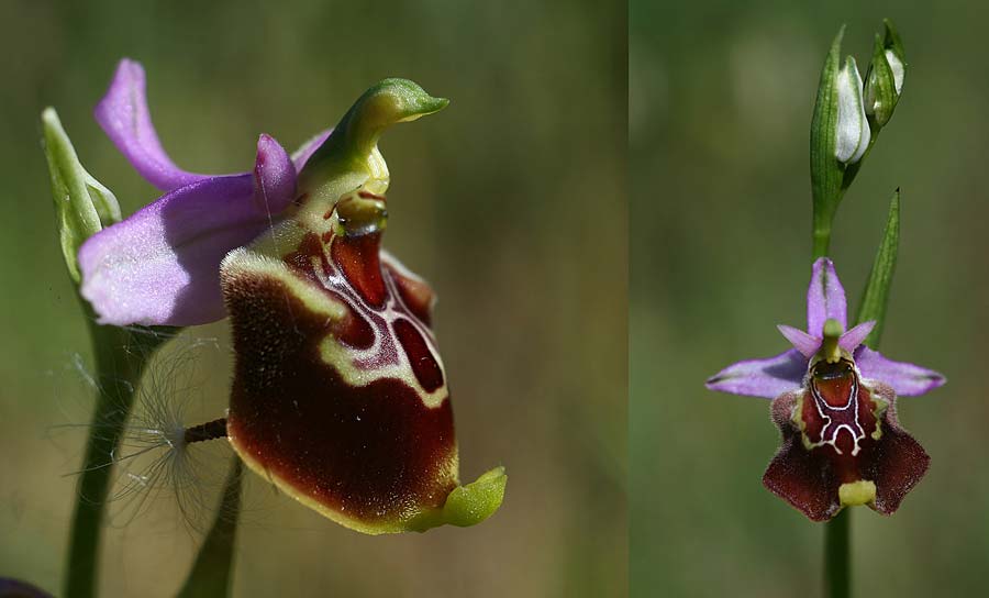 Ophrys cinnabarina \ Zinnober-Ragwurz, I  Promontorio del Gargano, San Giovanni Rotondo 26.5.2015 (Photo: Helmut Presser)