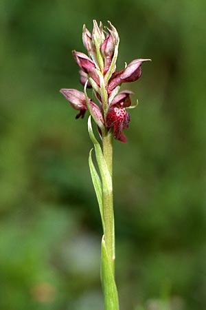 Anacamptis coriophora x coriophora subsp. fragrans, I   Cilento, Corleto 3.6.2001 (Photo: Helmut Presser)
