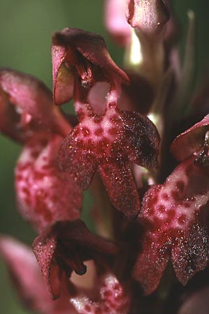Anacamptis coriophora x coriophora subsp. fragrans, I   Cilento, Corleto 3.6.2001 (Photo: Helmut Presser)