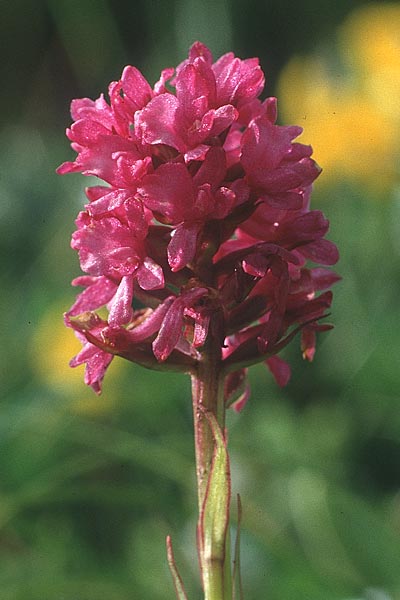 Gymnadenia conopsea s.l. x Nigritella rhellicani, I   Seiser Alm   / Alpe di Siusi 22.7.1989 