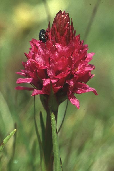 Gymnadenia conopsea s.l. x Nigritella rhellicani, I   Seiser Alm   / Alpe di Siusi 4.7.1993 