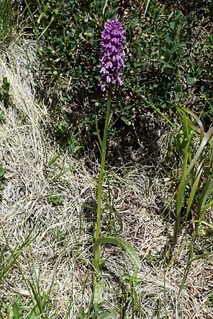 Dactylorhiza fuchsii \ Fuchssche Fingerwurz, Fuchssches Knabenkraut, I  Passo del Tonale 11.7.2026 