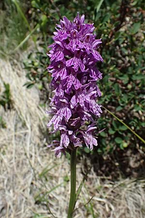 Dactylorhiza fuchsii \ Fuchssche Fingerwurz, Fuchssches Knabenkraut, I  Passo del Tonale 11.7.2026 