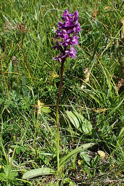 Dactylorhiza fuchsii x Gymnadenia conopsea s.l., I   Südtirol, Plätzwiese 5.7.2022 