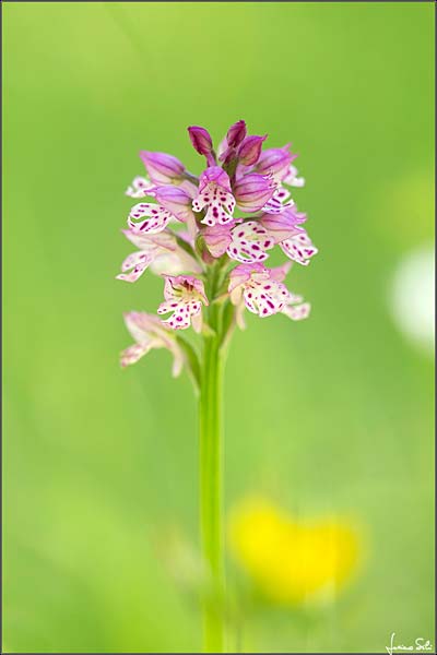 Neotinea tridentata x ustulata, I   Prov. Udine 1.5.2019 (Photo: Luciano Silei)