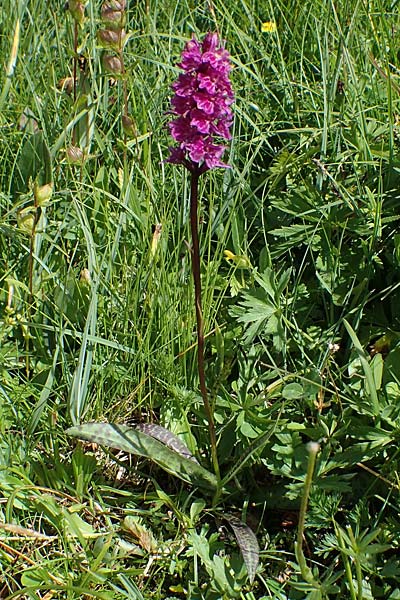 Dactylorhiza fuchsii x Nigritella rhellicani, I   Südtirol, Plätzwiese 5.7.2022 