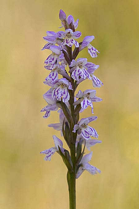 Dactylorhiza fuchsii x Pseudorchis albida, I   Prov. Udine 26.6.2026 (Photo: Luciano Silei)